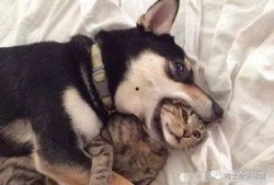 二狗爆料微信截图视频,揭秘微信截图视频背后的惊人真相