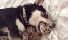 二狗爆料微信截图视频,揭秘微信截图视频背后的惊人真相