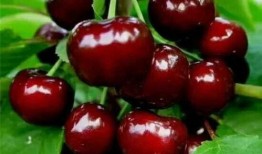 在线观看1樱桃,揭秘网络直播的诱惑与挑战