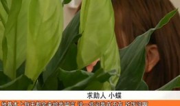 杀猪盘爆料最新,网络爱情陷阱，警惕“猪”你同行