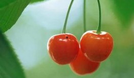 在线观看1樱桃,揭秘网络直播的诱惑与挑战