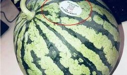 学校网红吃瓜,网红吃瓜事件，揭秘校园热点背后的真相