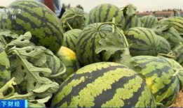 网红吃瓜颜色分类是什么,一网打尽各类瓜果色彩分类