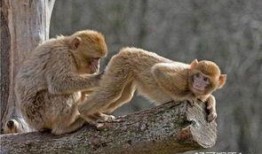 阿旺爆料瘦猴子视频,瘦猴子视频背后的惊人真相