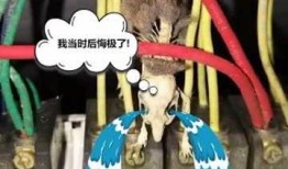 老鼠兄弟爆料视频在线观看,在线观看背后的惊人真相