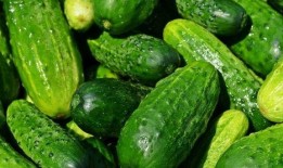 新黄瓜最新爆料图片高清,惊艳亮相，绿色革命新篇章