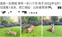 柯基被杀女子爆料视频播放,真相究竟如何？