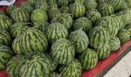 吃瓜王第三季全集免费下载,全网免费下载，揭秘娱乐圈幕后风云