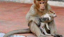 阿旺爆料瘦猴子视频,瘦猴子视频背后的惊人真相